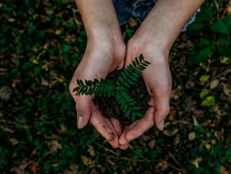 plant in hands