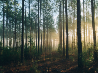 Newton forest