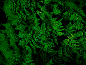 fern leaves