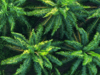 palm leaves